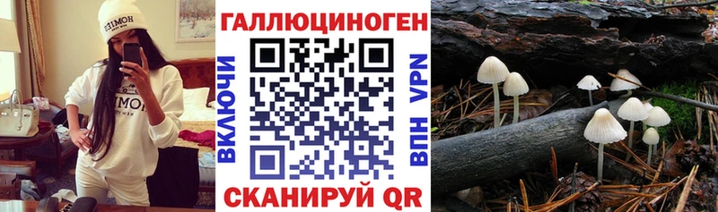 OMG вход  Норильск  Псилоцибиновые грибы GOLDEN TEACHER 